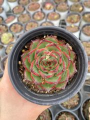 Top【選抜株】多肉植物 362232リップスティック 28個 鉢無し/脱土