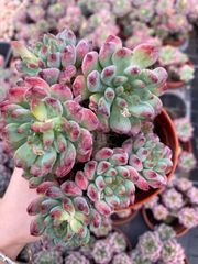在庫処分 18株の抜き苗セット ロココ 多肉植物 佐川急便発送
