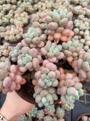 在庫処分 20株の抜き苗セット シロザトウ 多肉植物 佐川急便発送