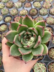 在庫処分 20株の抜き苗セット シロザトウ 多肉植物 佐川急便発送