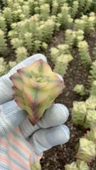 在庫処分 12株の抜き苗セット メヒナニシキ 多肉植物 佐川急便発送