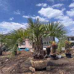 Yucca thompsoniana ユッカ トンプソニアーナ H190cm - メルカリ