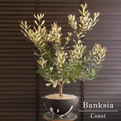 コースト バンクシア 11号 マーブル樹脂ポット Banksia Integrifolia オージープランツ 0525BWのサムネイル