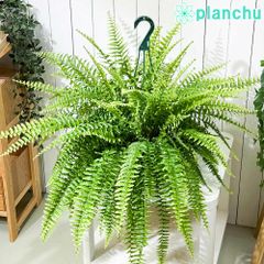 Y*A様 ラスト レア Nephrolepis pendula 垂れるシダ 抜苗 - メルカリ