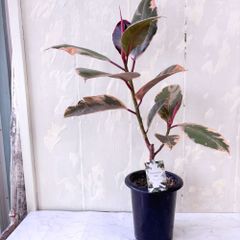 コルジリネ ジョンクラスレッド 7号鉢 観葉植物 calm cafe - メルカリ