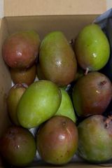 ATM不可 今季最後 摘果マンゴー 青マンゴー 2.5kg 200g以上 | Mercari