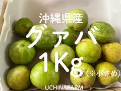 新鮮 グアバ ổi 1.4kg - メルカリ