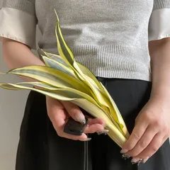 【S16011】極上S級超希少美株！サンスベリア ムーンシャイン スプラッシュ ( ユーフォルビア サンセベリア )のサムネイル