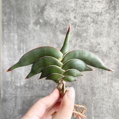 セール】サンスベリア ロリダ 約3号鉢 No.025 鉢、送料込 - メルカリ