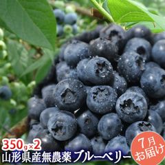 食品 ☆令和7年 冷凍ブルーベリー☆農薬不使用 5㌔