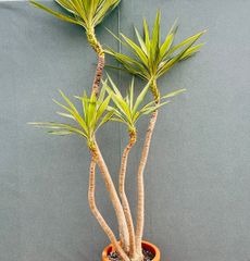 現品］【希少】93番 フィカス アフリカンプリンス 8号 観葉植物 室内