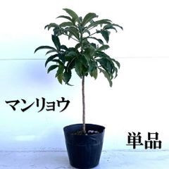 ヤマボウシ 白花 7号鉢 - メルカリ