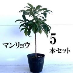 グルミチャマ 実生苗 5年生 - メルカリ
