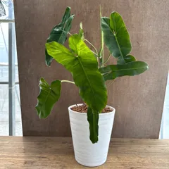 フィロデンドロン パライソヴェルデ 現品 Philodendron paraiso verdes フィロデンドロン パライソベルデ 斑入り 斑入  観葉植物 観葉 植物 珍奇植物 珍奇 珍しい レア 希少のサムネイル