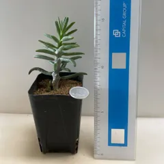 多肉植物　チレコドン　ストリクス(レア)  抜き苗　根付きのサムネイル