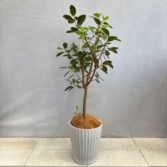 超メルカリ市祭 ガジュマル 美樹形 観葉植物 - メルカリ