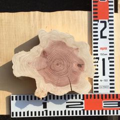 カイヅカイブキ 花台 飾り台 切り株 丸太 ニス塗装 ハンドメイド④ 