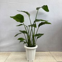 ⑧ ストレリチア オーガスタ9号特大苗木最高等級極上品‼️ - メルカリ