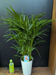 鉢ごと匿名配送＊トックリヤシモドキ 大型観葉植物 3株入り - メルカリ