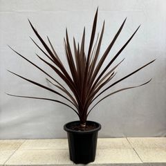 ニューサイラン ブラックレイジ 大株 イングリッシュガーデン - メルカリ