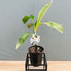 在庫］【希少】☆珍しい☆ フィロデンドロン ワルセウィッチー 8号