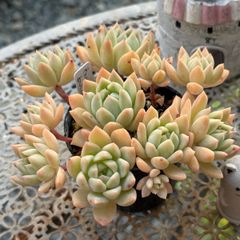 ダーリーサンシャイン 鉢内全て 抜き苗 多肉植物 - メルカリ
