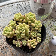 多肉植物 ☘️ つぶつぶ屋さん 小梅 いっぱい 抜き苗のサムネイル
