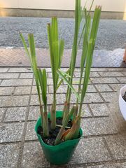 無農薬レモングラス根付き苗3本セット - メルカリ