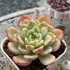 多肉植物 露蛍 小苗 パルクさん苗 - メルカリ