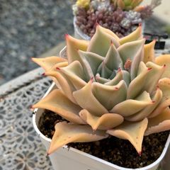 Top【選抜株】多肉植物　19615ベンバディス　24個　鉢無し/脱土 Top【選抜株】多肉植物 23965マディバ 20個 鉢無し/脱土 - メルカリ