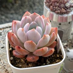 ウォングム農場◎トロムソ(大苗)◎多肉植物 カット苗 輸入苗