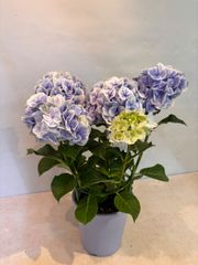 紫陽花 タグ付き正規品 月の女神② - メルカリ