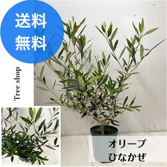 フェイクグリーン オリーブの木 高さ140cm CT触媒加工済 白鉢陶器製