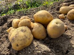 掘りたて 新じゃがいも 土付き 徳之島産地直送 訳アリ 10キロ - メルカリ