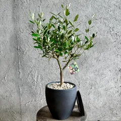 人気品種　美形　オリーブの木　souju　ミッション　6号　テラコッタ鉢植え　アンティーク風　受け皿付きのサムネイル