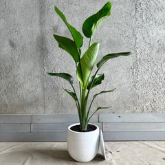 mikanmama　大型 ストレリチア オーガスタ バルーン陶器鉢 mikanmama様専用 大型 ストレリチア オーガスタ バルーン陶器鉢 - メルカリ