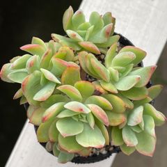 多肉植物♡ミナ❤︎抜き苗(根付き) - メルカリ