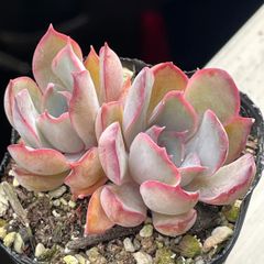 多肉植物♡ミナ❤︎抜き苗(根付き) - メルカリ