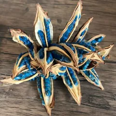 タビビトノキのタネ（旅人の木の種 / 扇芭蕉の木）Lサイズ 1個 送料無料 観葉植物 インテリアオブジェ  種子の宝石 神秘的 ドライフラワー 撮影小物のサムネイル