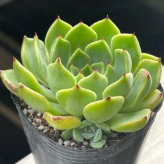 多肉植物♡ミナ❤︎抜き苗(根付き) - メルカリ