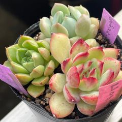 多肉植物♡ミナ❤︎抜き苗(根付き) - メルカリ