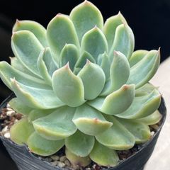 多肉植物ポセイドン抜き苗 - メルカリ