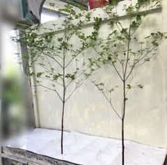 切り枝 ドウダンツツジ 約1m 2本セット 枝もの 花材 グリーン 生花 インテリア ディスプレイのサムネイル