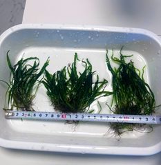 ミクロソリウム トライデント 水中葉 群生株 大株 現物 - メルカリ