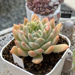 2.ダーリーサンシャイン カット苗 多肉植物 - メルカリ