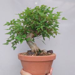 盆栽 唐楓 トウカエデ 幹肌 根張り 鉢植え - メルカリ
