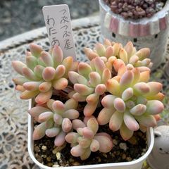 多肉植物 セダム コキリノさん苗☆乙女蛍☆ カット苗 - メルカリ