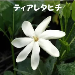 ティアレタヒチ（タヒチクチナシ））3.5号ポット苗のサムネイル