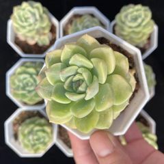 ♥さくらもち7鉢♥つぶつぶ屋さん♥多肉植物 ♥抜き苗♥詰め合わせ