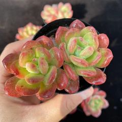 在庫処分 9株の抜き苗セット ブラックコッパーポット 多肉植物 佐川